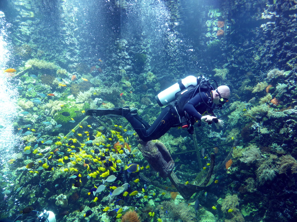 Diver, fish, coral and a ship wreck at the Reef Aquarium at the Aquarium of the Antwerp Zoo