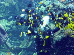 Diver feeding the fish, coral and a ship wreck at the Reef Aquarium at the Aquarium of the Antwerp Zoo