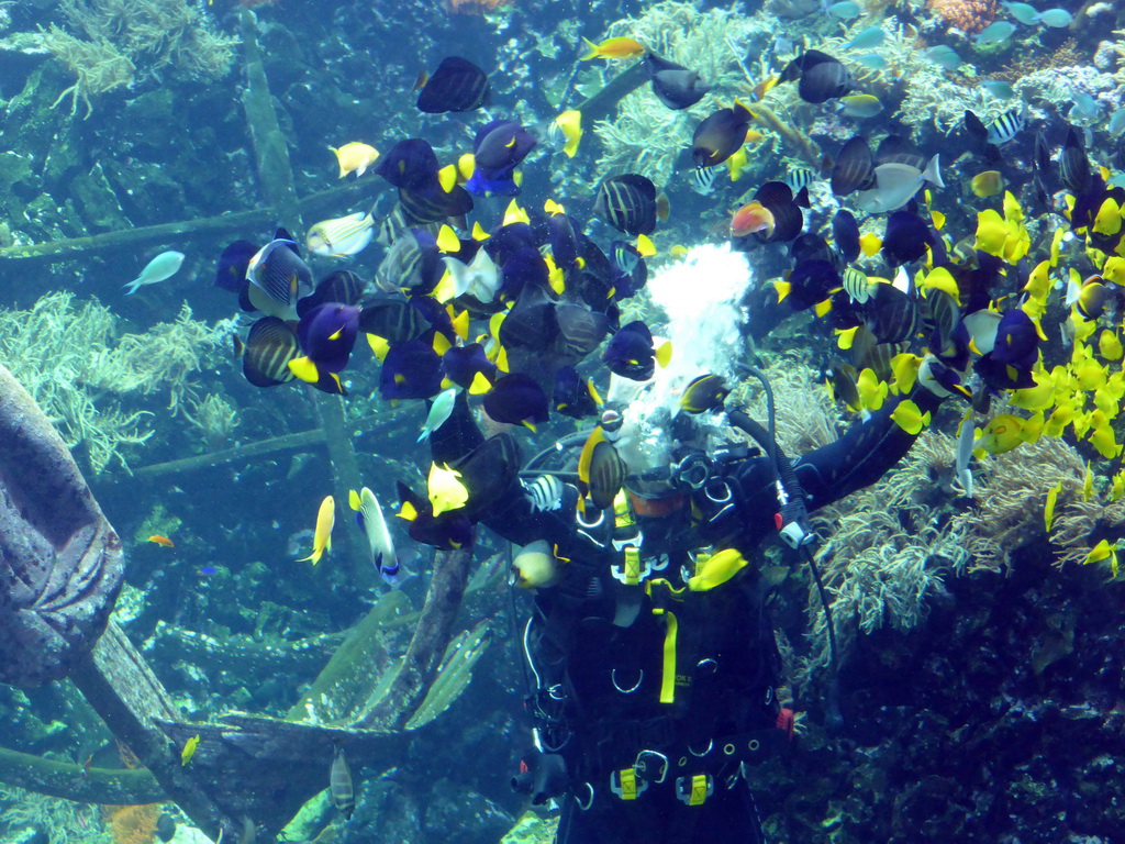 Diver feeding the fish, coral and a ship wreck at the Reef Aquarium at the Aquarium of the Antwerp Zoo