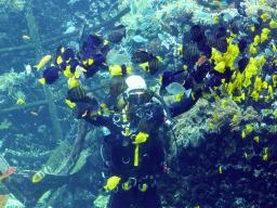 Diver feeding the fish, coral and a ship wreck at the Reef Aquarium at the Aquarium of the Antwerp Zoo