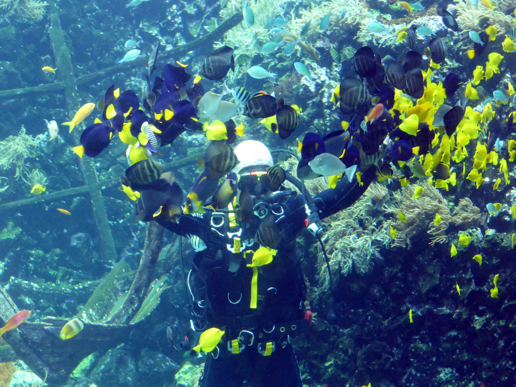 Diver feeding the fish, coral and a ship wreck at the Reef Aquarium at the Aquarium of the Antwerp Zoo