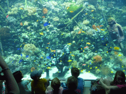 Diver feeding the fish and stingrays, coral and a ship wreck at the Reef Aquarium at the Aquarium of the Antwerp Zoo