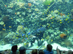 Diver feeding the fish and stingrays, coral and a ship wreck at the Reef Aquarium at the Aquarium of the Antwerp Zoo