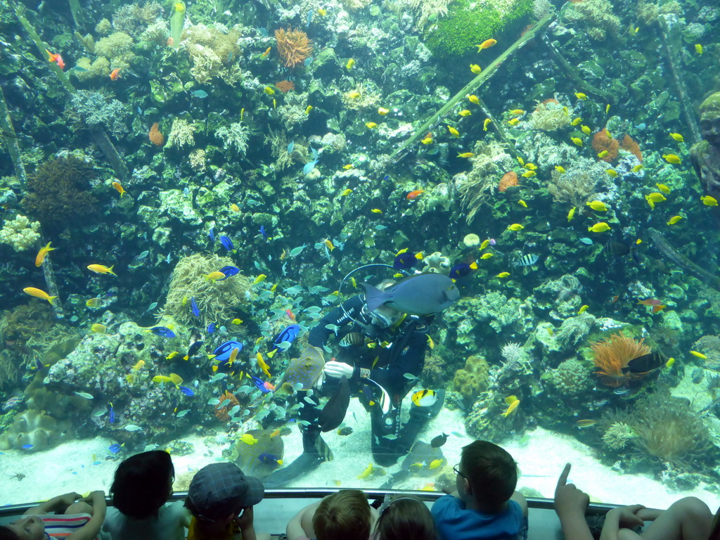 Diver feeding the fish and stingrays, coral and a ship wreck at the Reef Aquarium at the Aquarium of the Antwerp Zoo