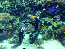 Diver feeding the fish and stingrays, and coral at the Reef Aquarium at the Aquarium of the Antwerp Zoo