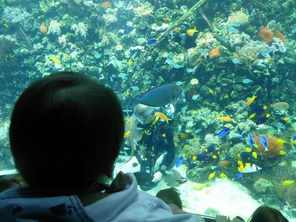 Max with a diver feeding the fish and stingrays, and coral at the Reef Aquarium at the Aquarium of the Antwerp Zoo