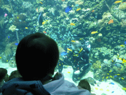 Max with a diver feeding the fish and stingrays, and coral at the Reef Aquarium at the Aquarium of the Antwerp Zoo