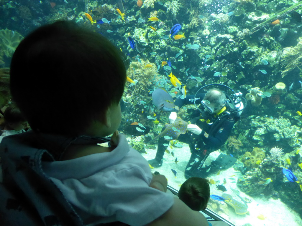 Max with a diver feeding the fish and stingrays, and coral at the Reef Aquarium at the Aquarium of the Antwerp Zoo