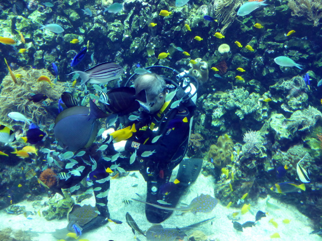 Diver feeding the fish and stingrays, and coral at the Reef Aquarium at the Aquarium of the Antwerp Zoo