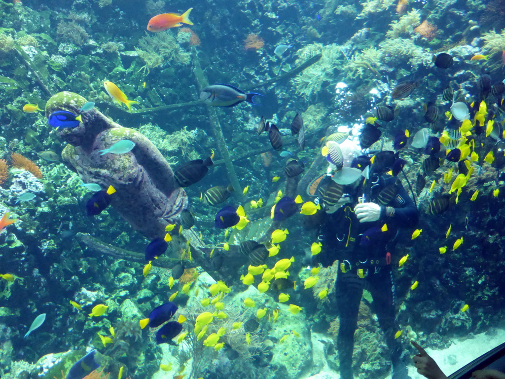 Diver feeding the fish, coral and a ship wreck at the Reef Aquarium at the Aquarium of the Antwerp Zoo