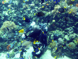 Diver feeding the fish and stingrays, and coral at the Reef Aquarium at the Aquarium of the Antwerp Zoo