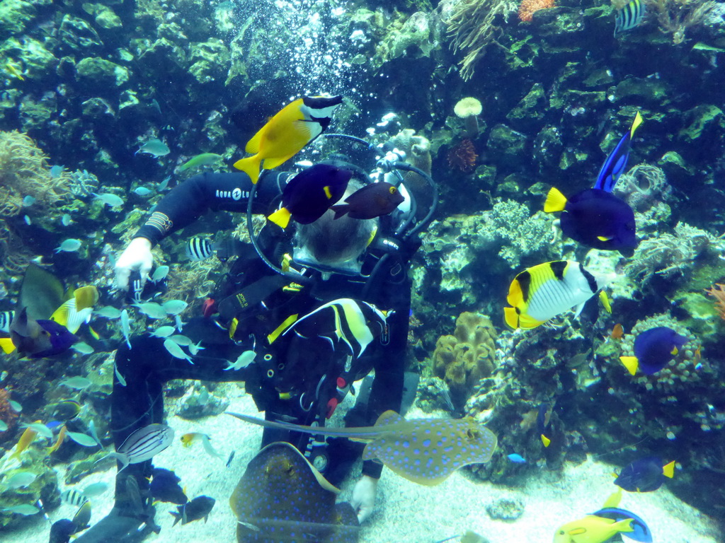 Diver feeding the fish and stingrays, and coral at the Reef Aquarium at the Aquarium of the Antwerp Zoo