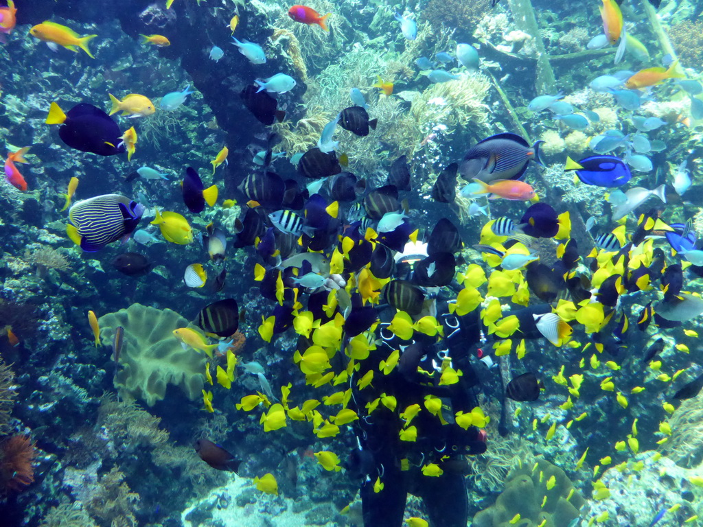 Diver feeding the fish and coral at the Reef Aquarium at the Aquarium of the Antwerp Zoo