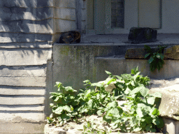 South American Coatis at the Antwerp Zoo