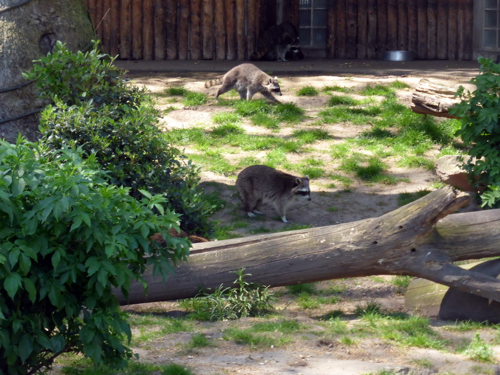 Raccoons at the Antwerp Zoo