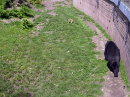 Squirrel Monkey and Spectacled Bear at the Antwerp Zoo