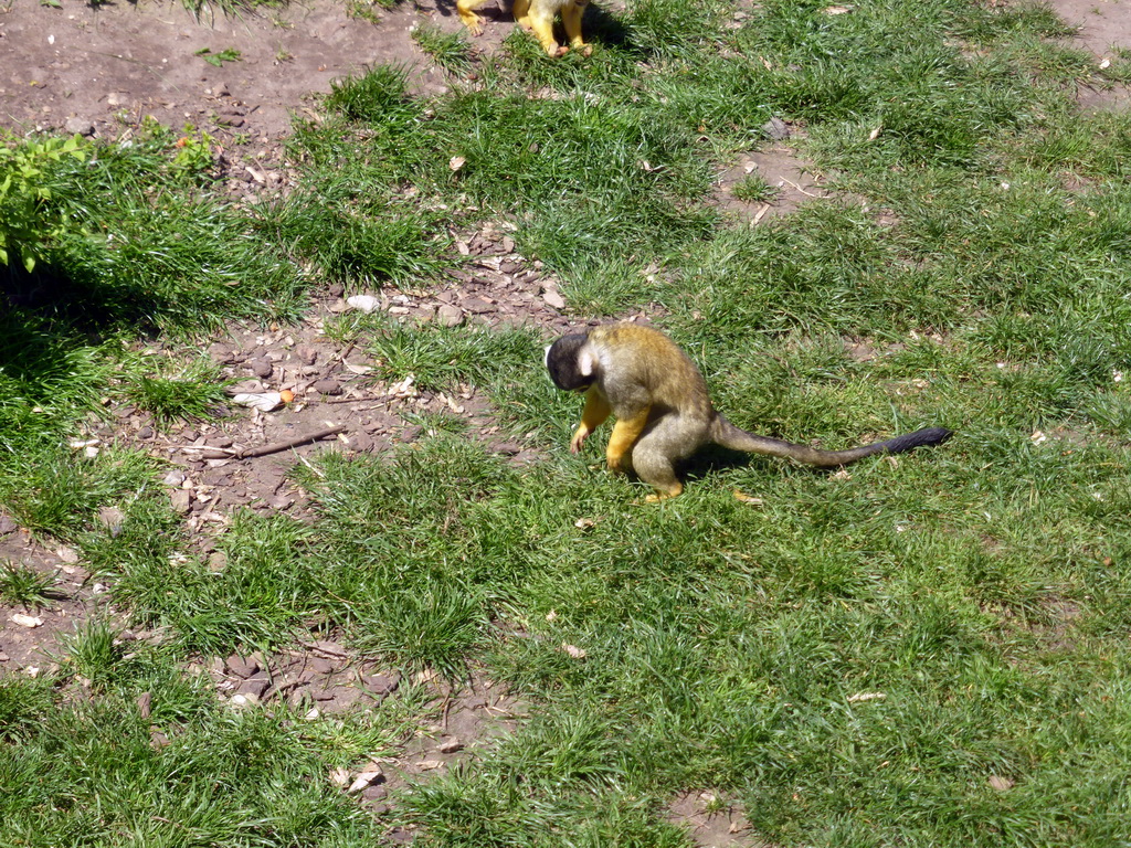 Squirrel Monkeys at the Antwerp Zoo
