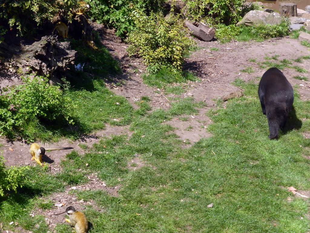 Squirrel Monkeys and Spectacled Bear at the Antwerp Zoo