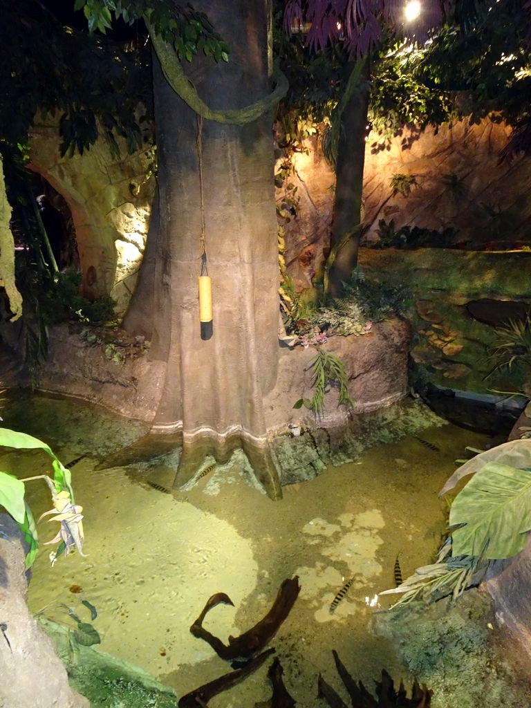 Tree and fish at the Rainforest World at the Aquatopia aquarium