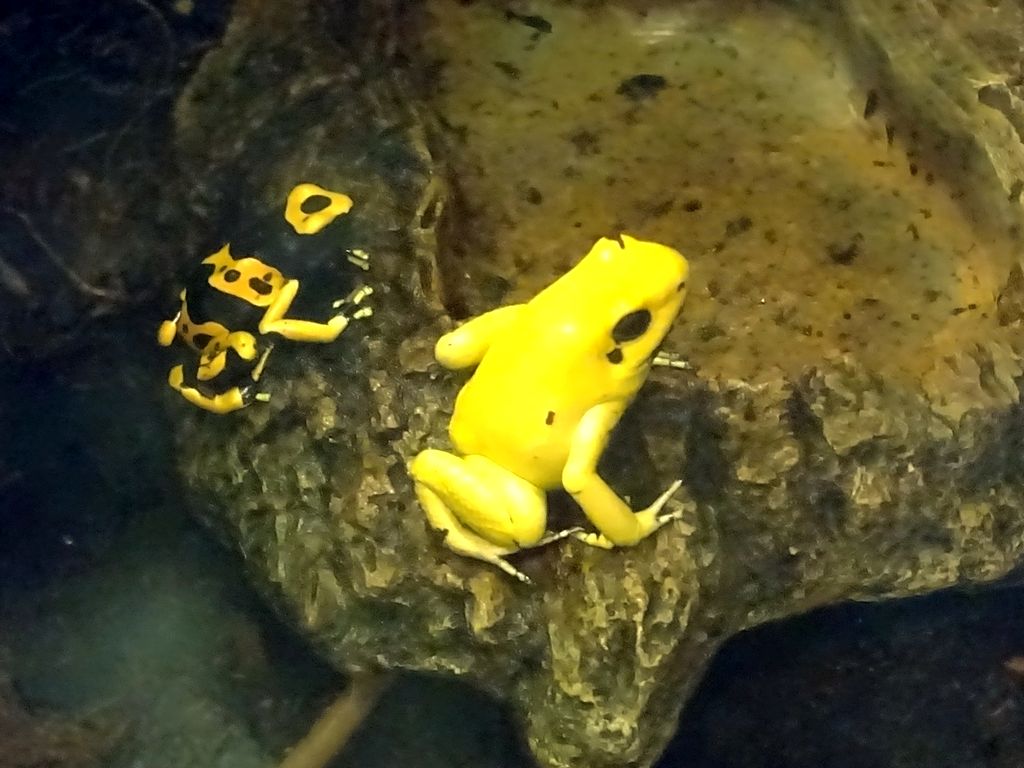 Yellow-banded Poison Dart Frogs at the Rainforest World at the Aquatopia aquarium