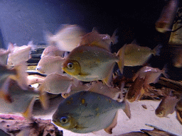 Piranhas at the Rainforest World at the Aquatopia aquarium