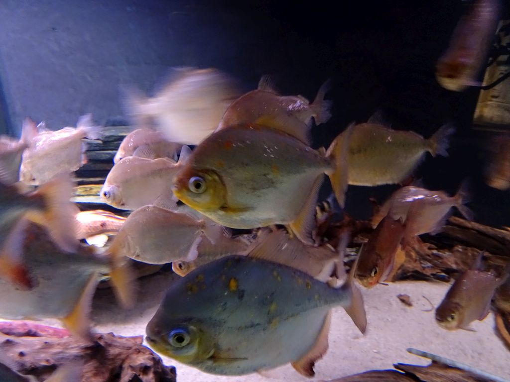 Piranhas at the Rainforest World at the Aquatopia aquarium