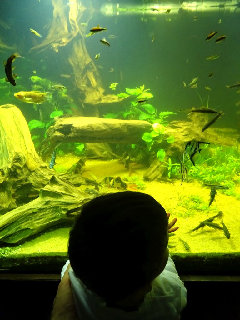 Max and fish at the Rainforest World at the Aquatopia aquarium