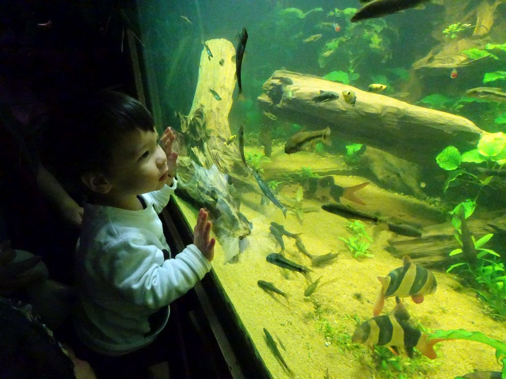 Max and fish at the Rainforest World at the Aquatopia aquarium