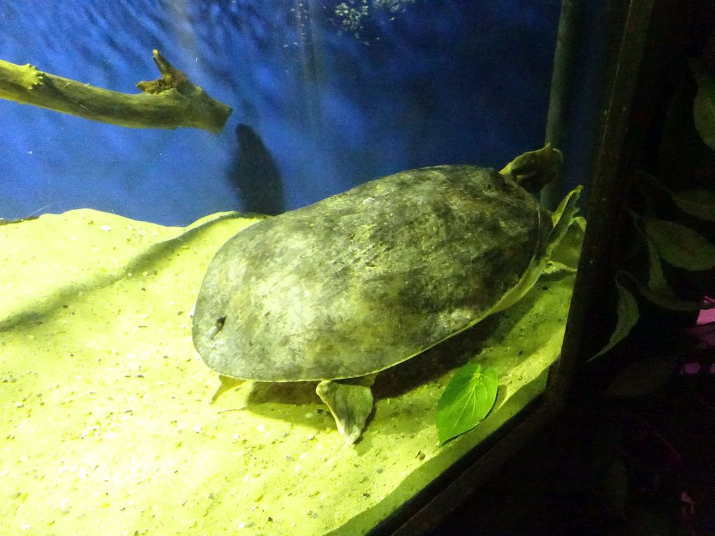 Florida Softshell Turtle at the Rainforest World at the Aquatopia aquarium