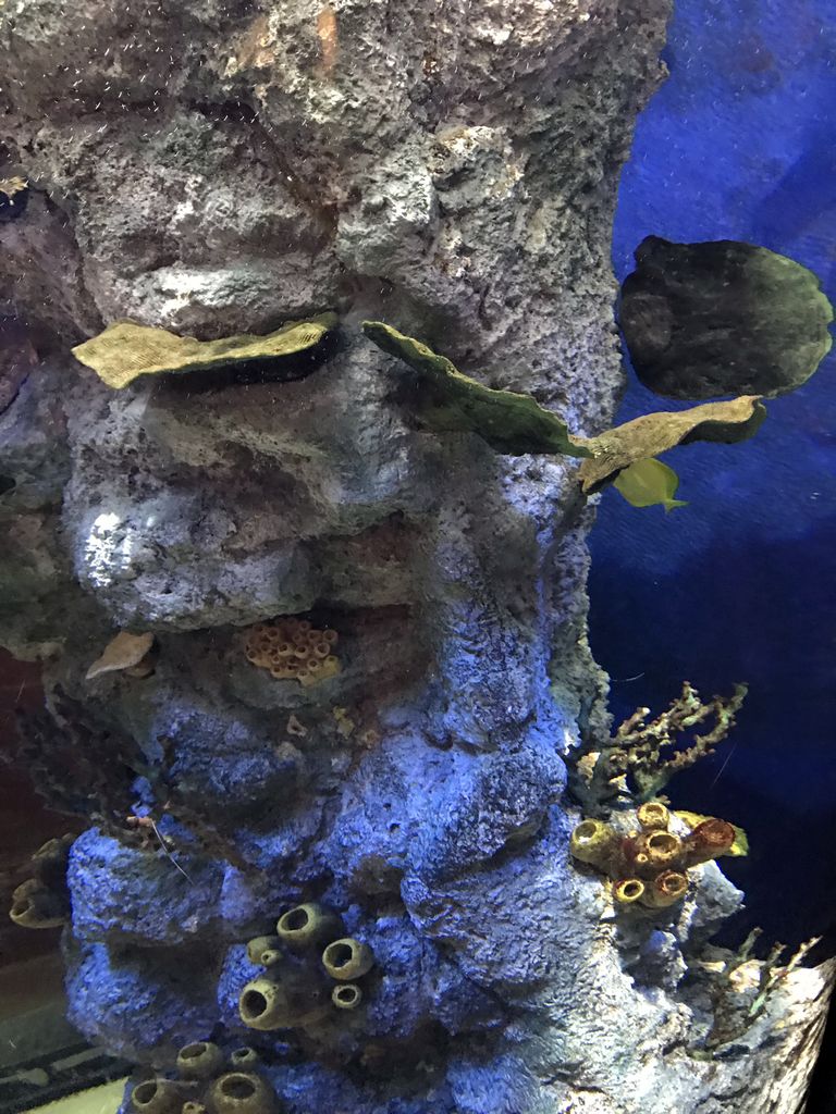 Coral and fish at the Submarine World at the Aquatopia aquarium