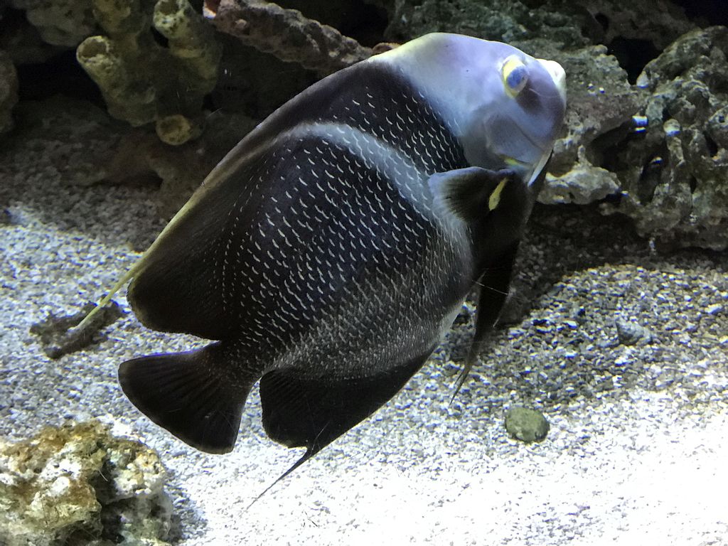 Fish at the Submarine World at the Aquatopia aquarium