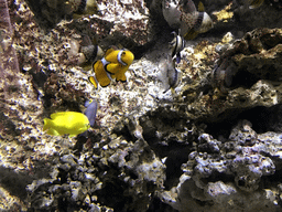 Clownfish and other fish at the Submarine World at the Aquatopia aquarium