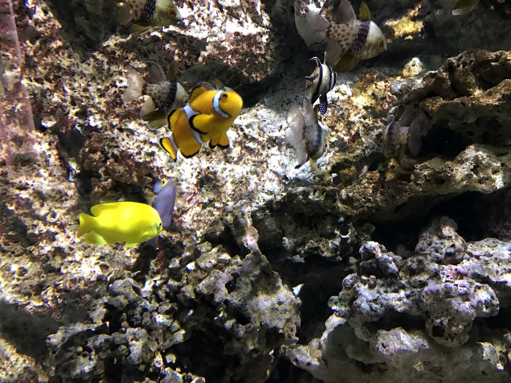 Clownfish and other fish at the Submarine World at the Aquatopia aquarium