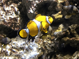 Clownfish and other fish at the Submarine World at the Aquatopia aquarium