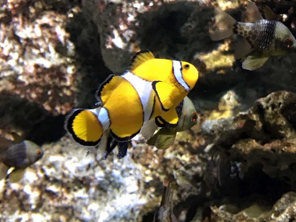 Clownfish and other fish at the Submarine World at the Aquatopia aquarium