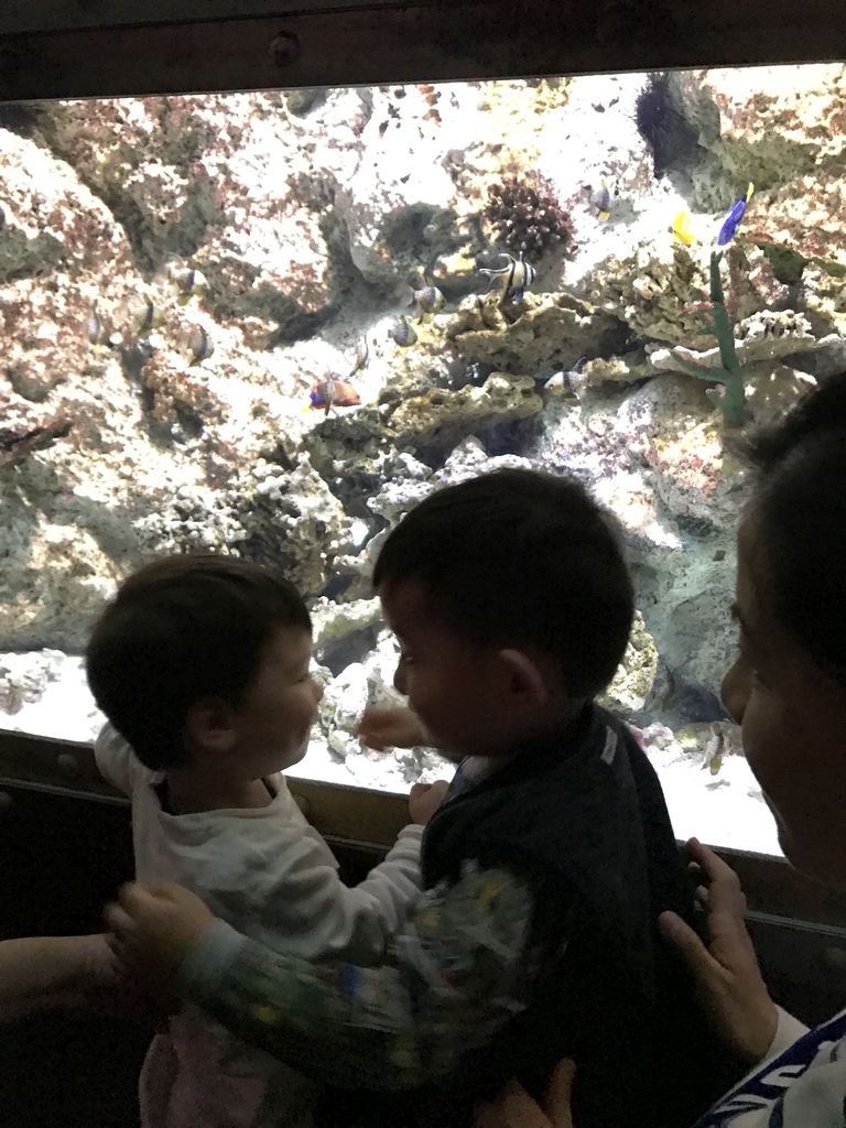 Max, his friend, Banggai Cardinalfish, Blue Tang and other fish at the Submarine World at the Aquatopia aquarium