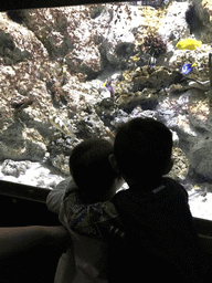 Max, his friend, Banggai Cardinalfish, Blue Tang and other fish at the Submarine World at the Aquatopia aquarium