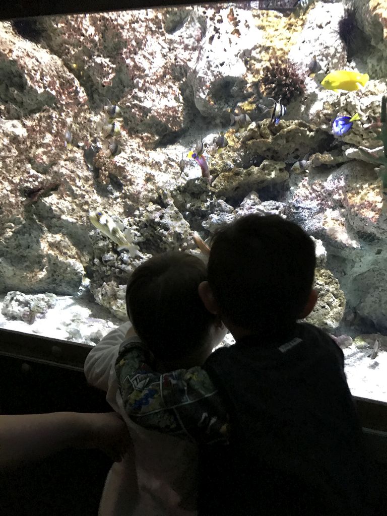 Max, his friend, Banggai Cardinalfish, Blue Tang and other fish at the Submarine World at the Aquatopia aquarium