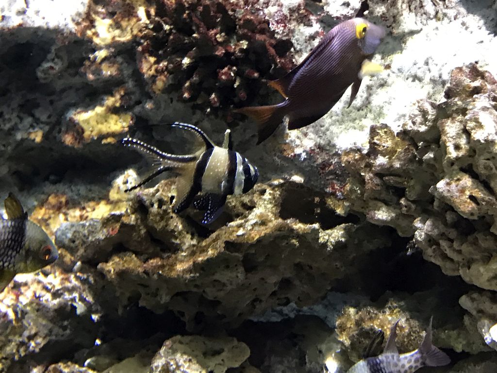 Banggai Cardinalfish and other fish at the Submarine World at the Aquatopia aquarium