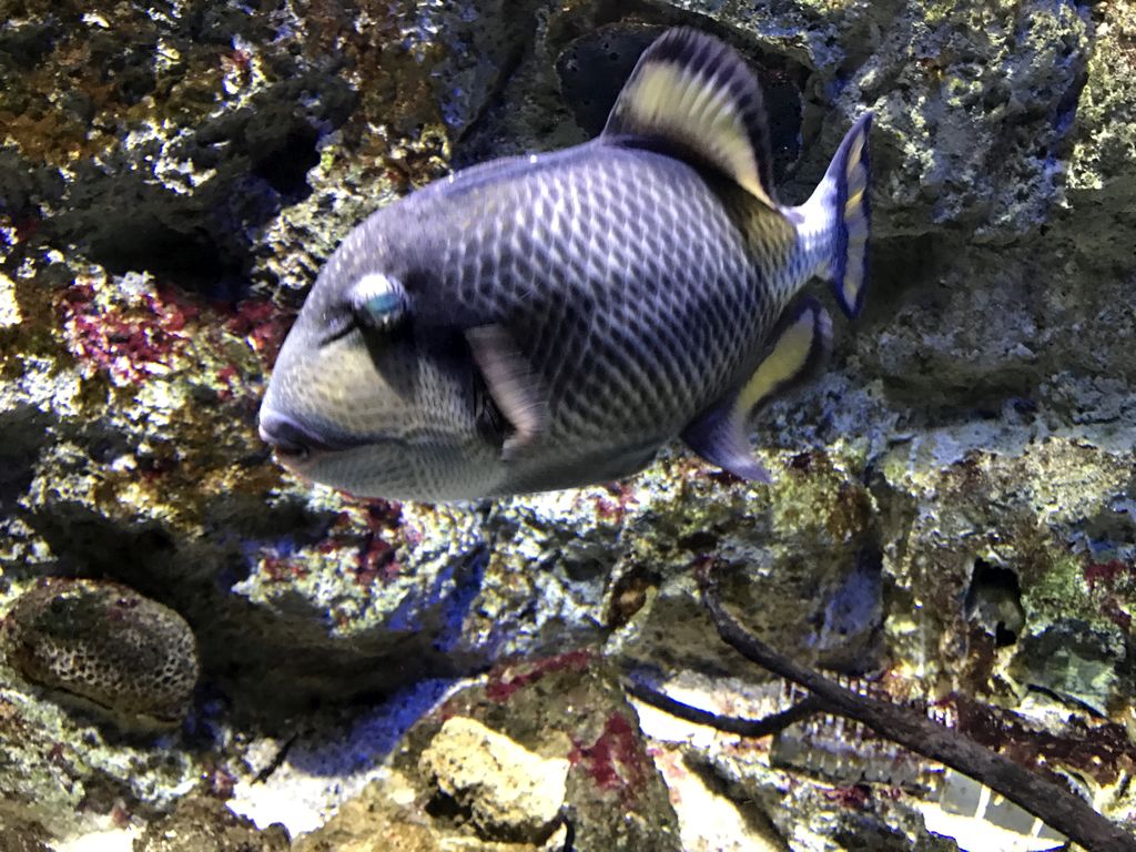 Fish at the Mangrove World at the Aquatopia aquarium