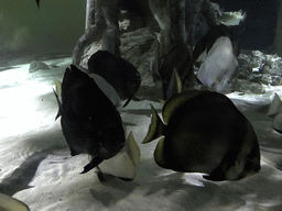 Fish at the Mangrove World at the Aquatopia aquarium