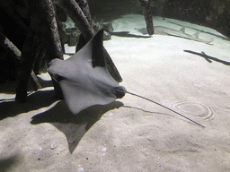 Cownose Ray and Guitarfish at the Mangrove World at the Aquatopia aquarium