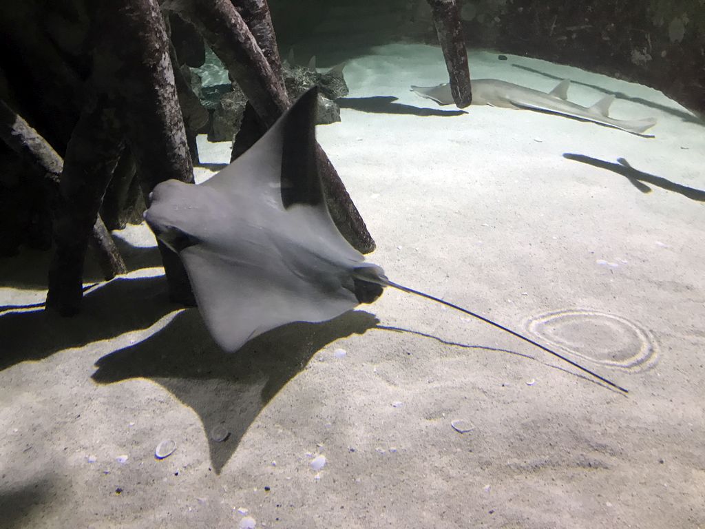 Cownose Ray and Guitarfish at the Mangrove World at the Aquatopia aquarium