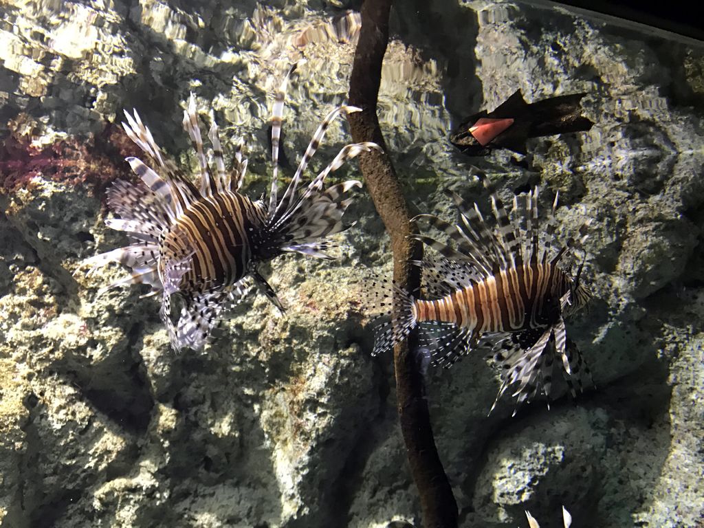 Lionfish at the Mangrove World at the Aquatopia aquarium