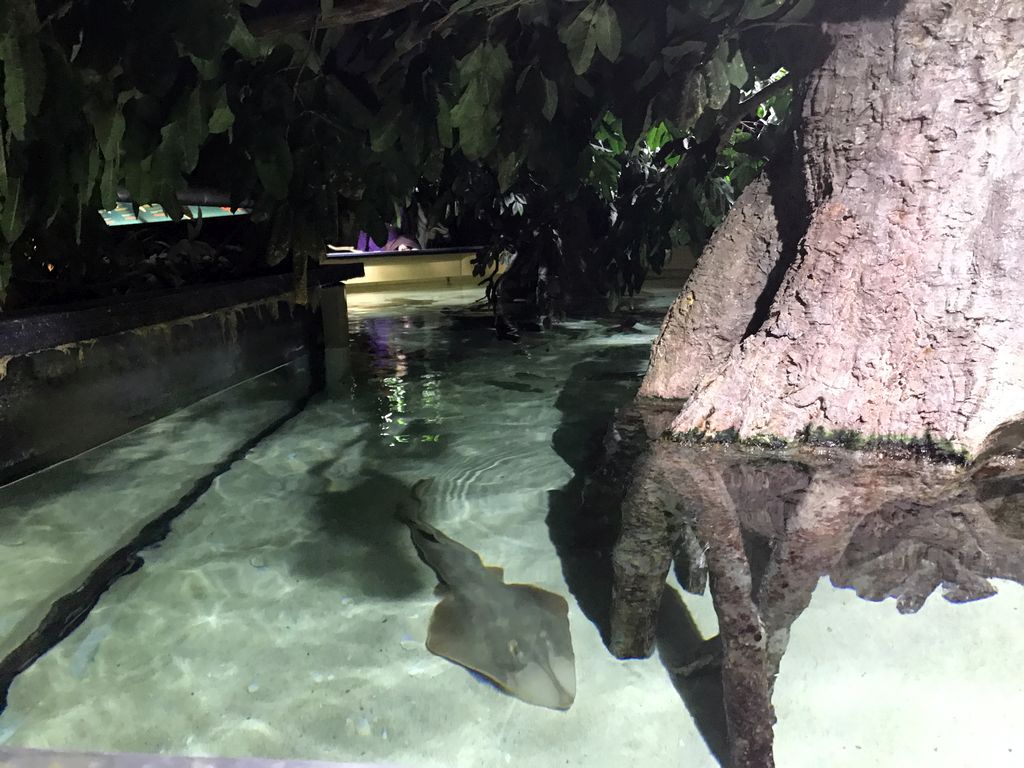 Guitarfish at the Mangrove World at the Aquatopia aquarium