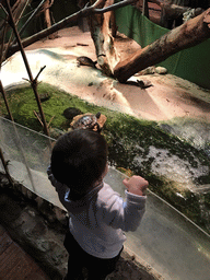 Max and turtles at the Swamp World at the Aquatopia aquarium