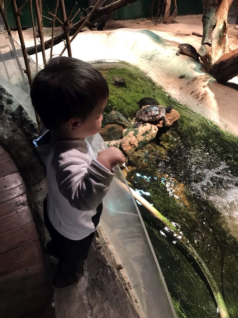 Max and turtles at the Swamp World at the Aquatopia aquarium