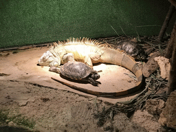 Iguana and turtles at the Swamp World at the Aquatopia aquarium