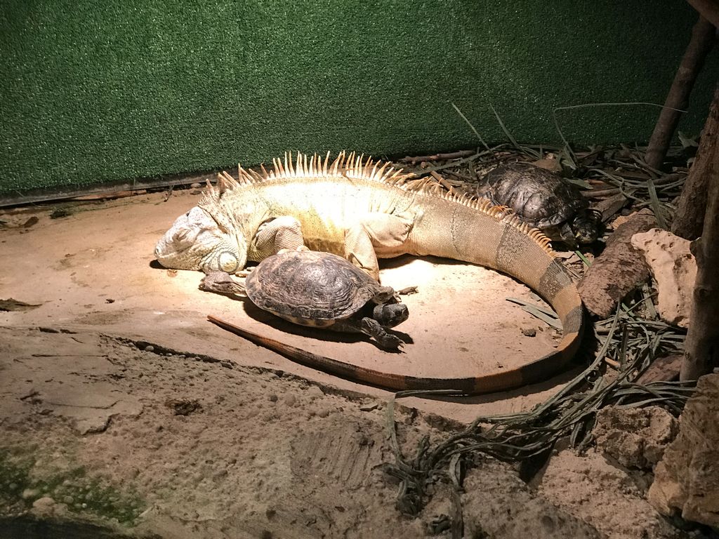 Iguana and turtles at the Swamp World at the Aquatopia aquarium