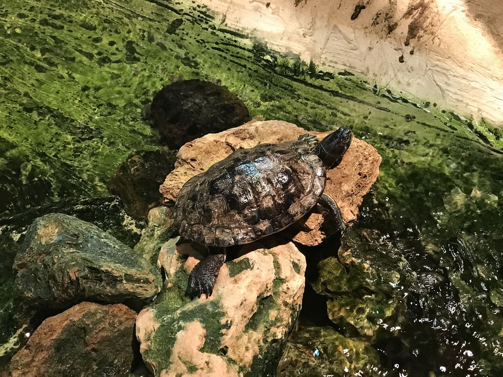 Turtles at the Swamp World at the Aquatopia aquarium